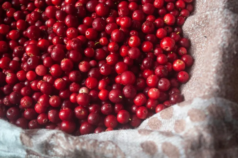 Cranberries 1