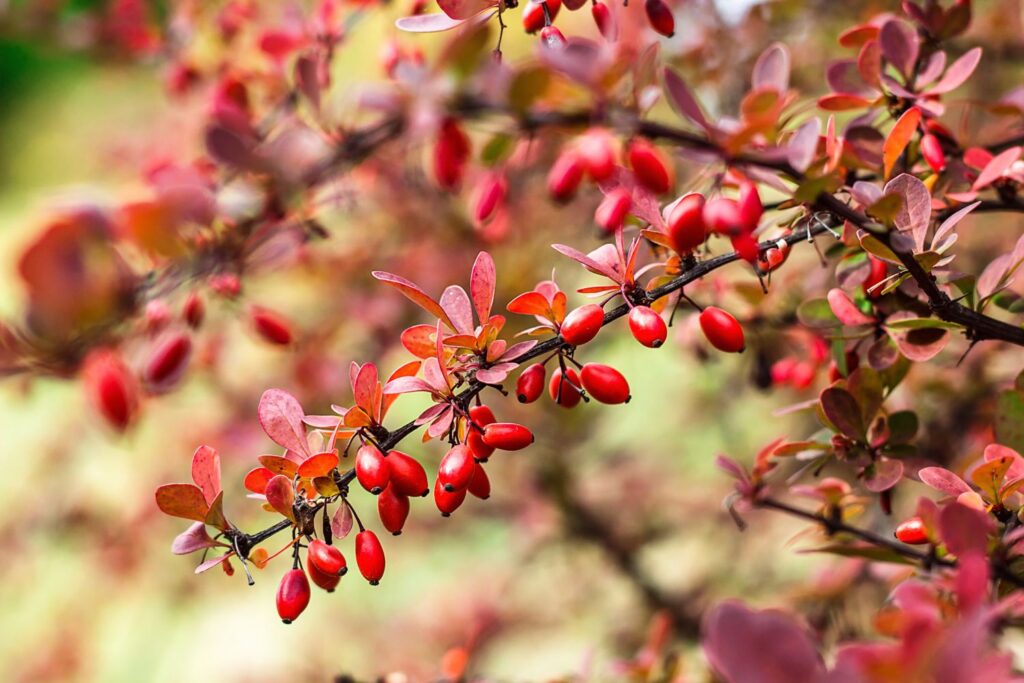 barberry,(berberis,vulgaris),branch,fresh,ripe,berries,natural,green,background barberry,(berberis,vulgaris),branch,fresh,ripe,berries,natural,green,background